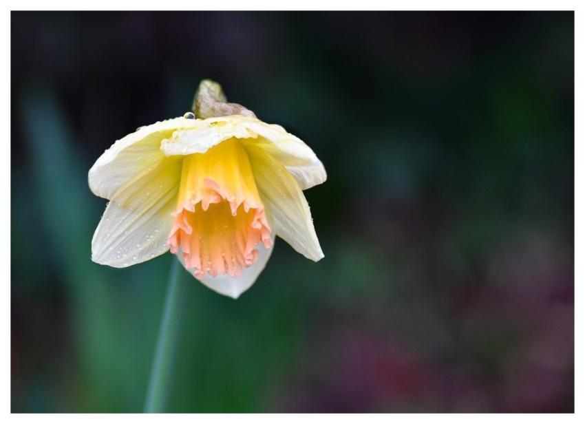 Daffodil Flower Yellow Orange