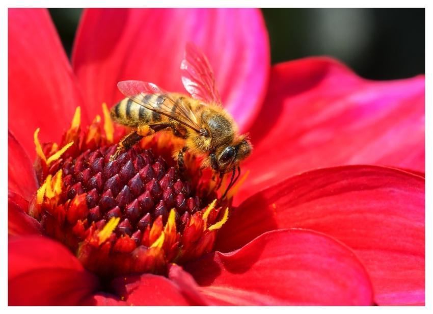 Bee Insect Pollination Nature