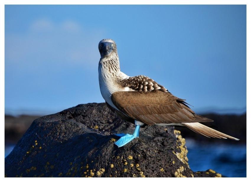 Booby Bird Nature Galapagos