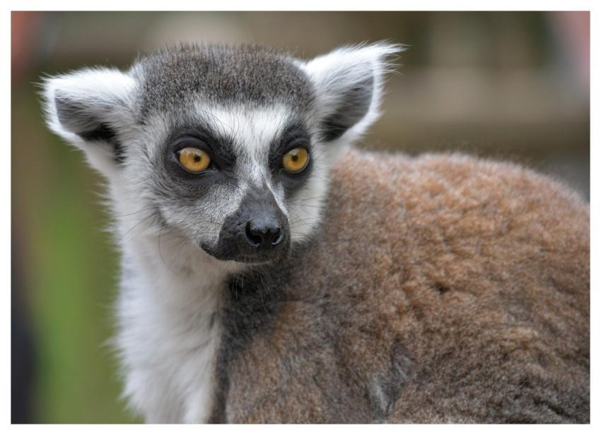 Lemur Maki Catta Animal