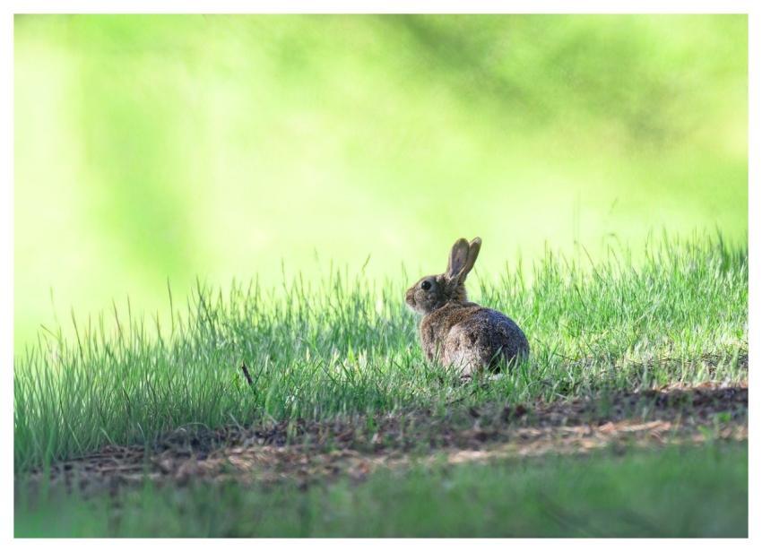 Rabbit European Rabbit Oryctolagus Cuniculus Mamma