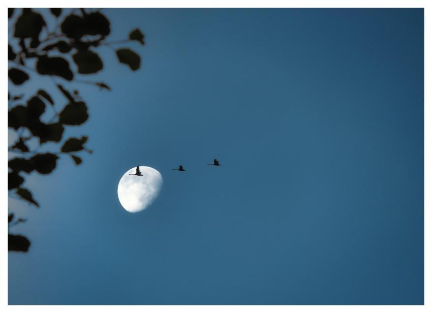 Migratory Birds Cranes Moon Flock Of Birds