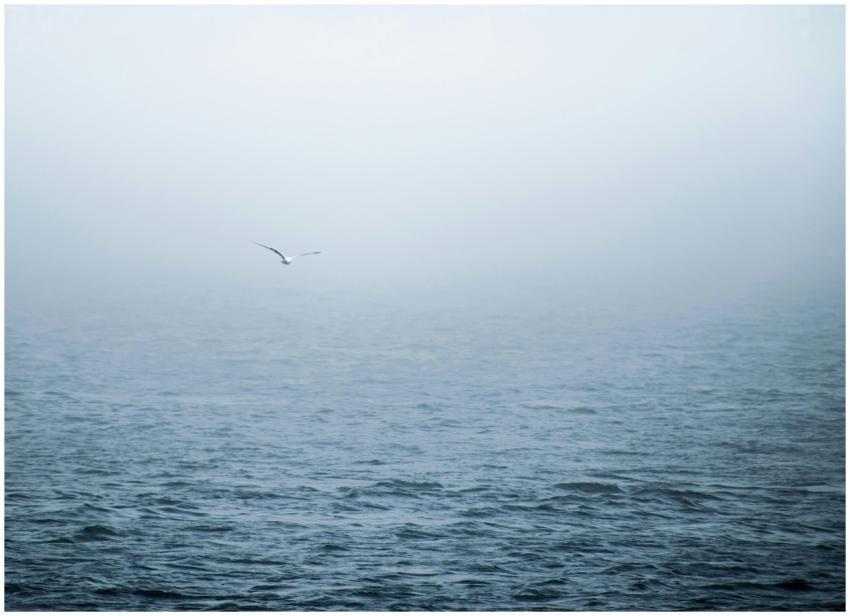 A solitary seagull glides over fog-covered waters