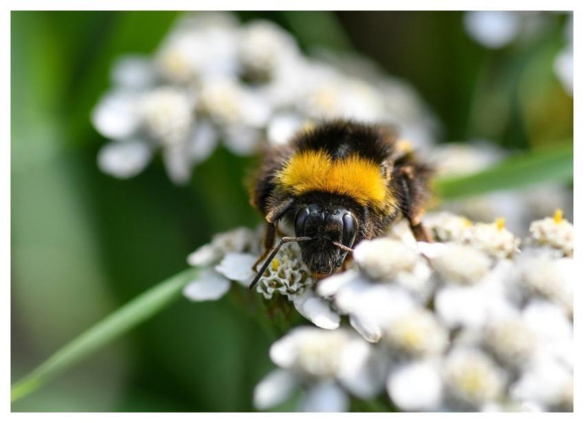 Bourdon Insect Pollination Flower