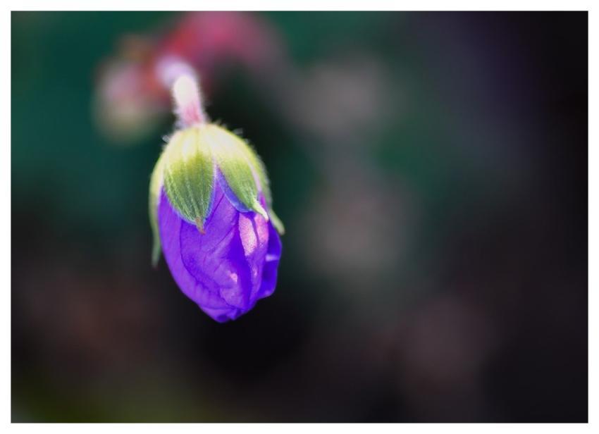 Perennial Geranium Flower Beautiful Flowers Nature