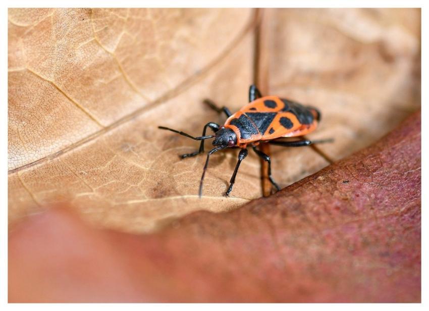 Policeman Insect Bug Nature