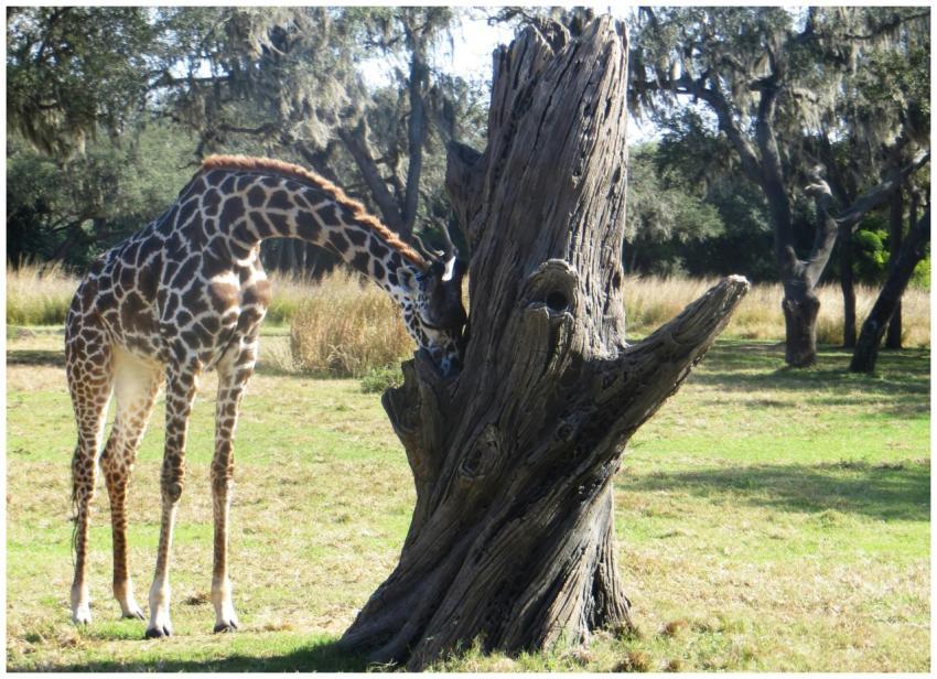 A giraffe feeding near a tree trunk in a sunlit sa