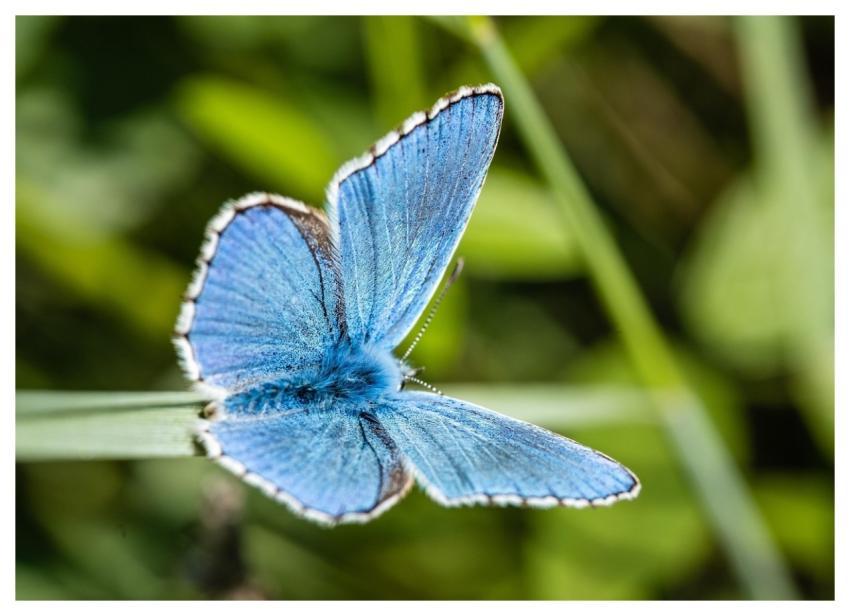 Blue Butterfuly Butterfly Insect Wings