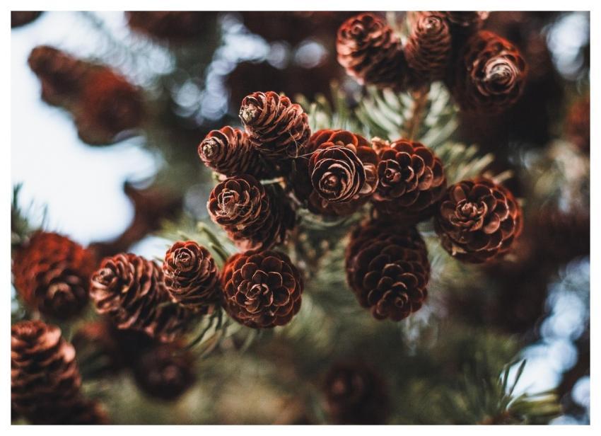 Pine Pine Cone Winter Christmas