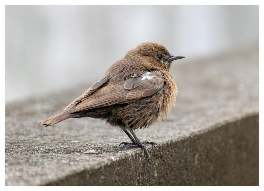 Bird Beak Plumage Feathers