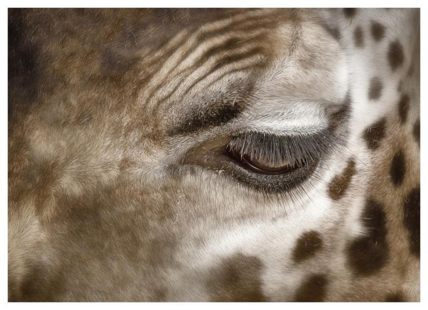 Giraffe Big Eye Neck