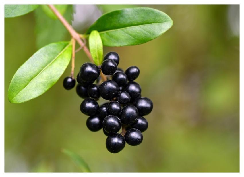 Berries Dogwood Cluster Black