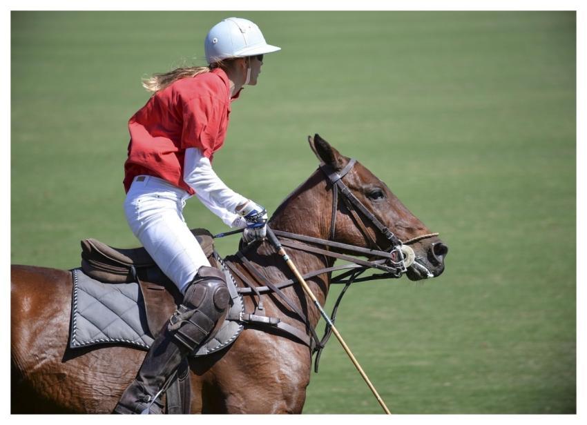 Competition Action Energy Horse People