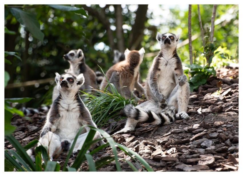 Lemurs Maki Catta Four