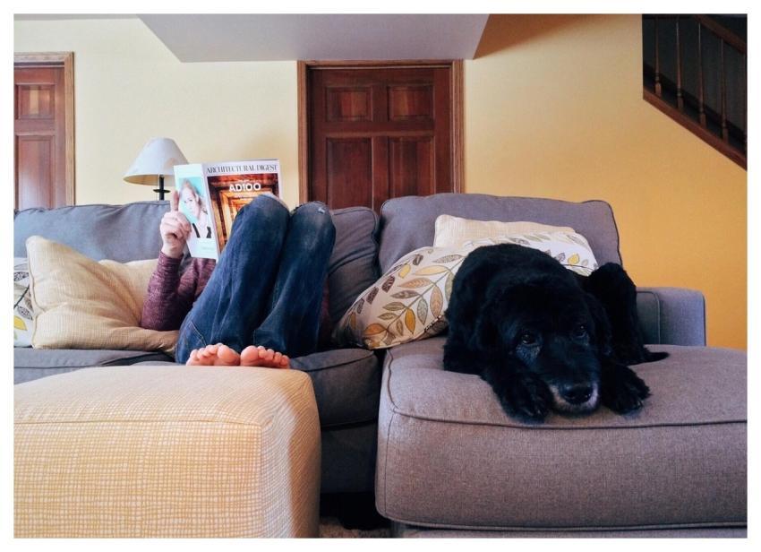 Person Animal Home Relax