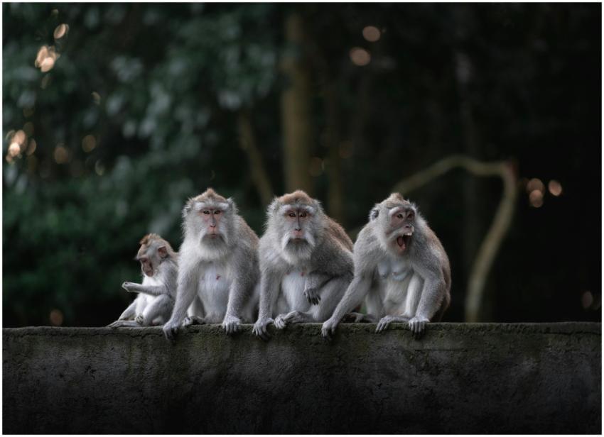 Four Crab-Eating Macaques sitting on a stone wall