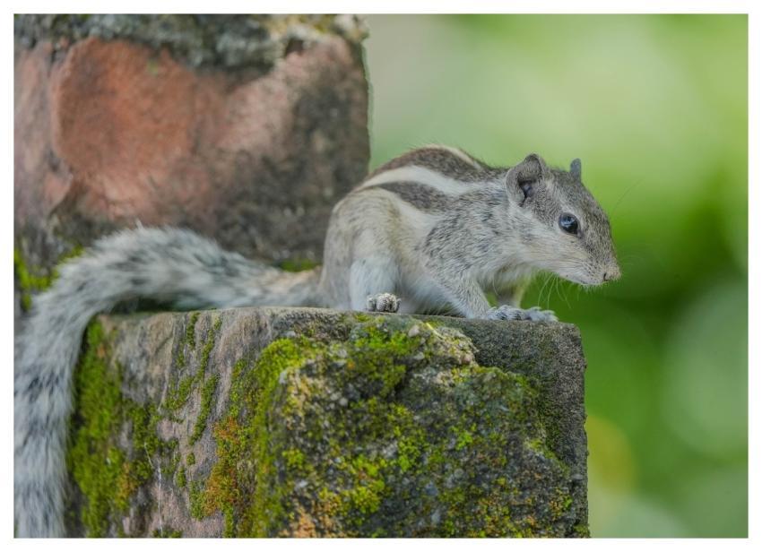 Squirrel Nature Animal Wildlife