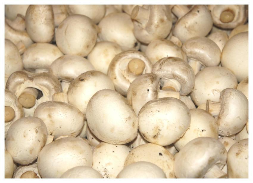 Mushroom Vegetables Health Makola