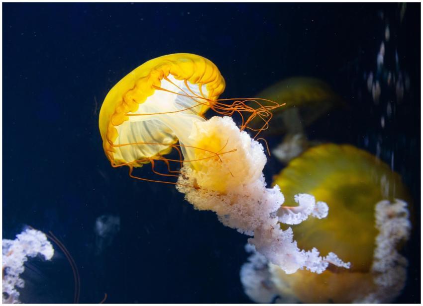 Close-up of a vibrant jellyfish swimming gracefull