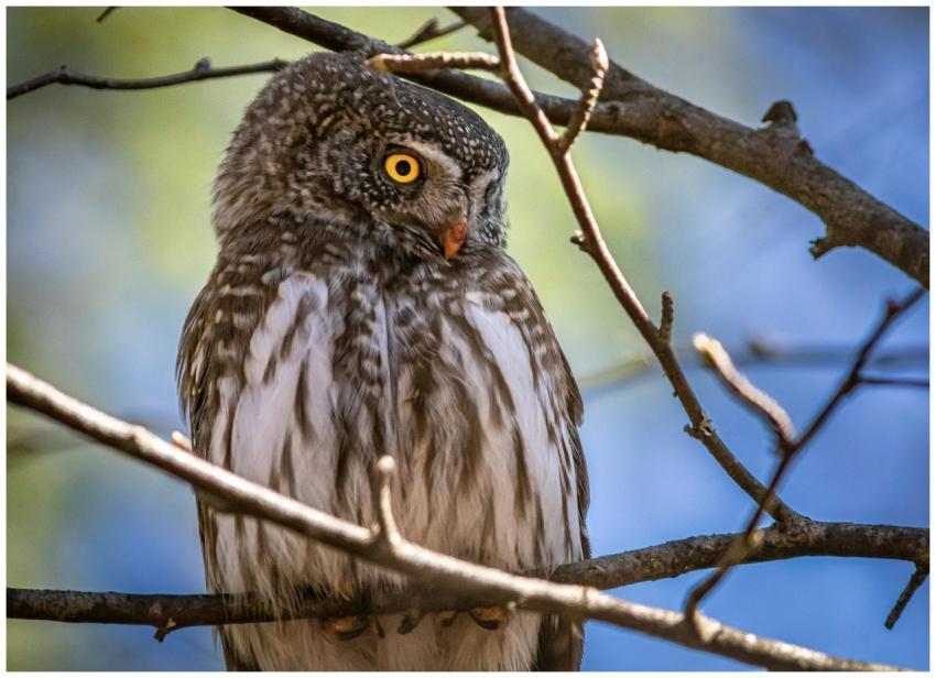 Close-up of a Eurasian Pygmy Owl perched on a bran