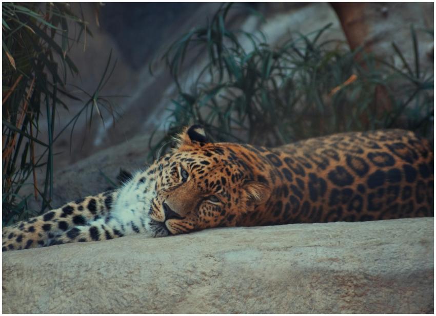 A leopard resting peacefully on a rock in a natura