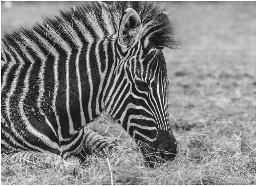 Close-up black and white photo of a zebra grazing