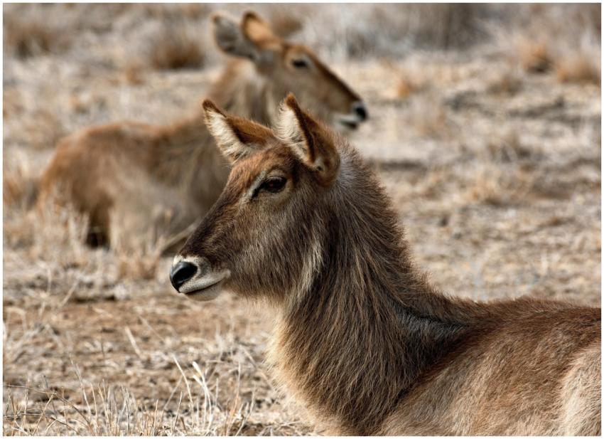 Two waterbucks lying in the dry grasslands of Sout