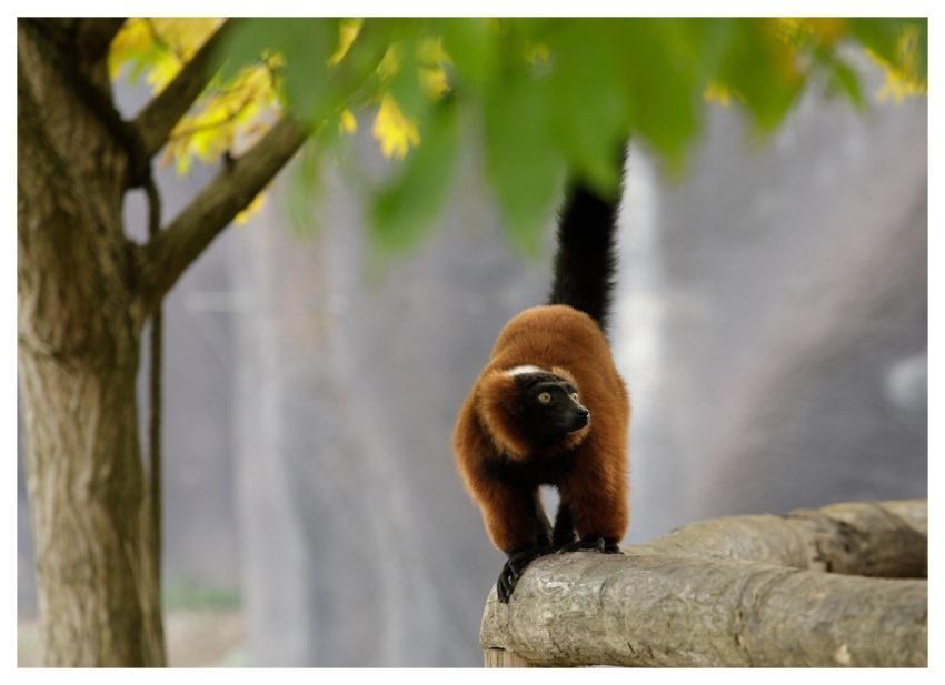 Lemur Madagascar Animal Fauna