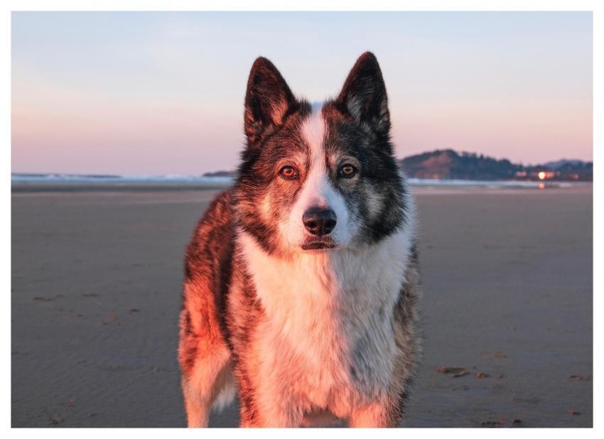 Dog Nature Beach Sunset