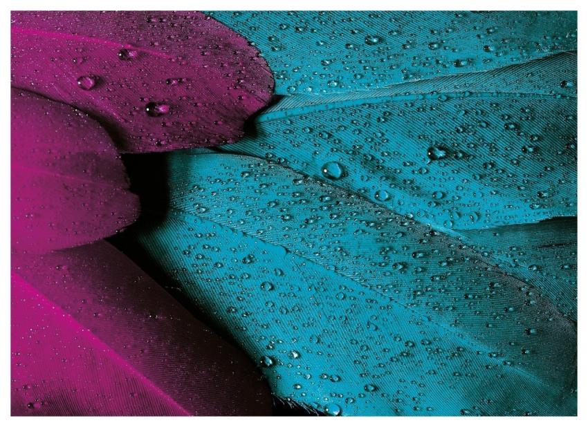 Plumage Laptop Wallpaper 4K Wallpaper 1920X1080 Ma