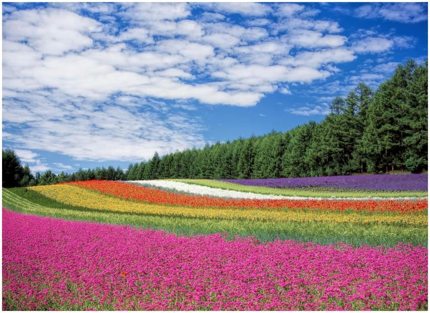 A stunning landscape of colorful flower fields und