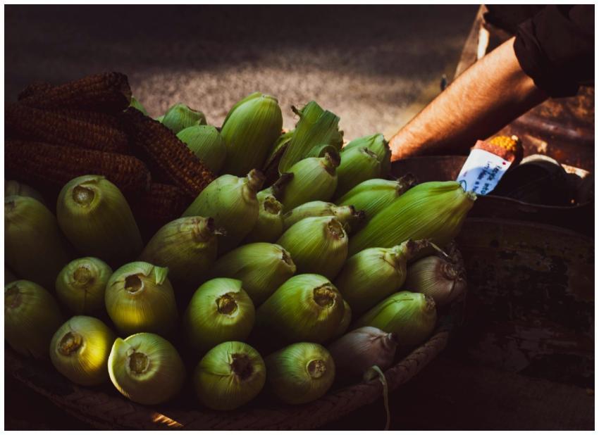 Green corn cobs displayed in a basket at an outdoo