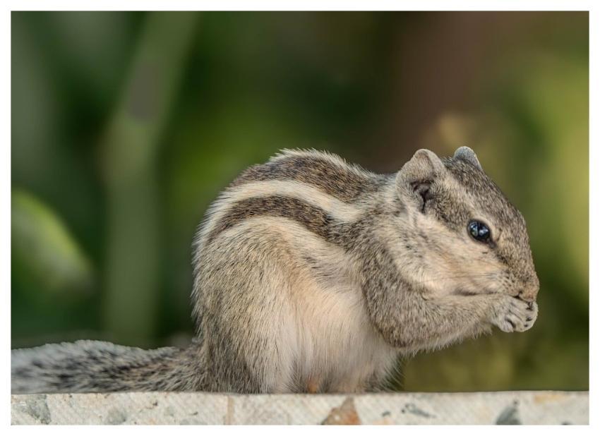 Squirrel Animal Rodent Wildlife