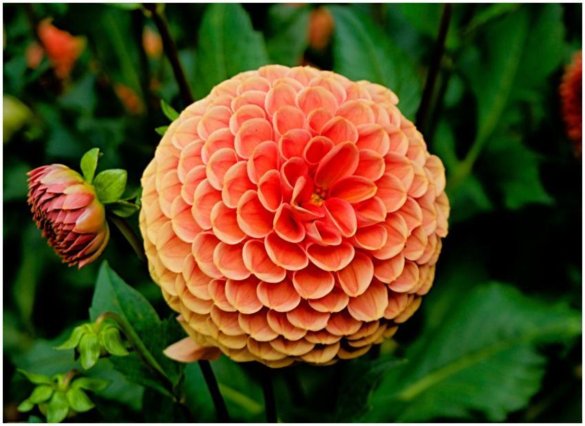 Vibrant close-up of an orange dahlia flower bloomi