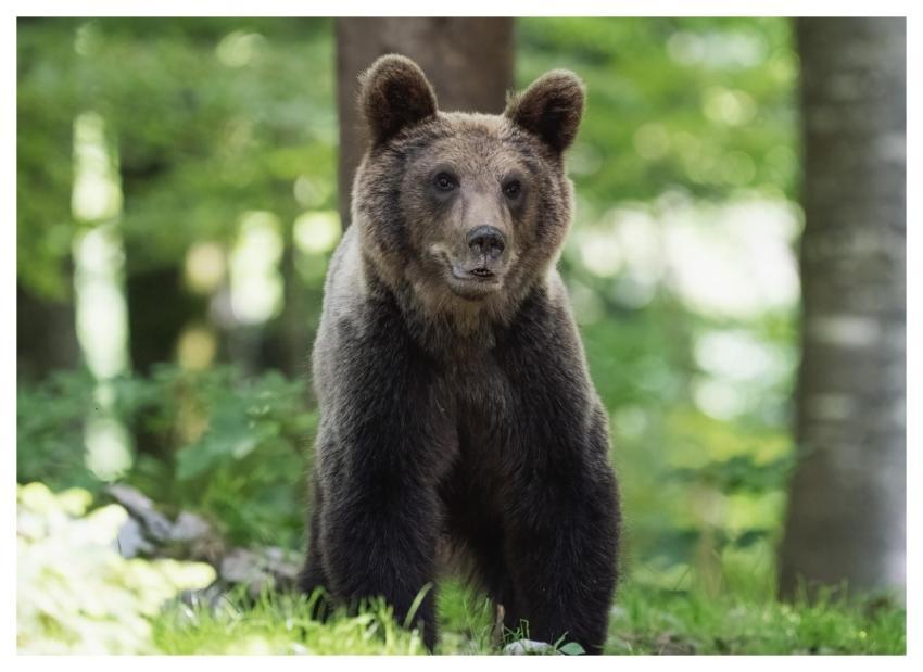 Bear Nature Forest Trees