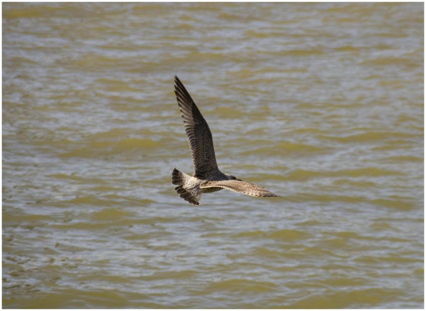 Seagull Flight Over Calm