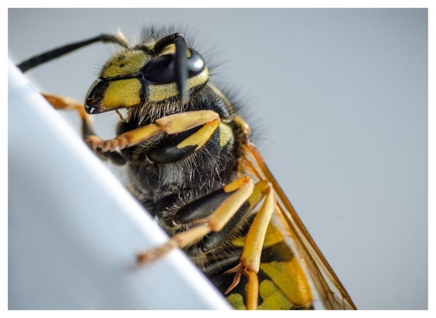 Wasp Macro Insect Nature