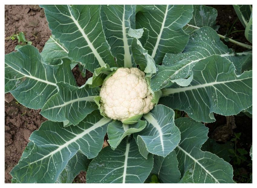 Cauliflower Vegetable Food Broccoli