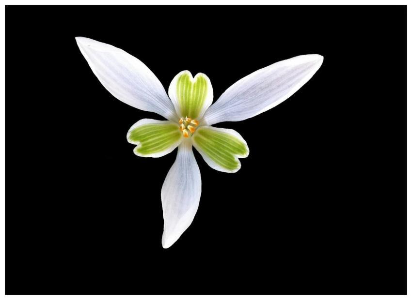 A striking close-up of a white flower with green c