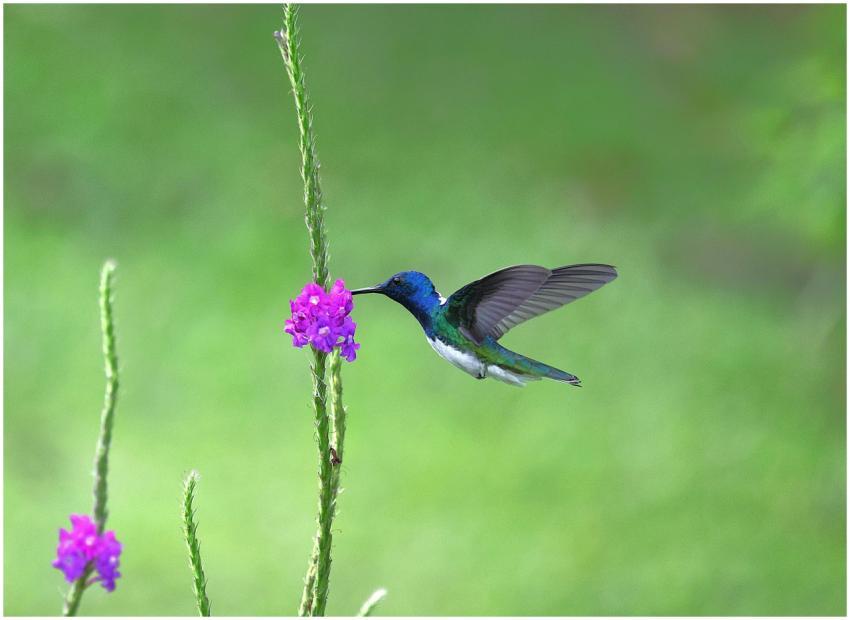 A stunning hummingbird feeding from colorful flowe