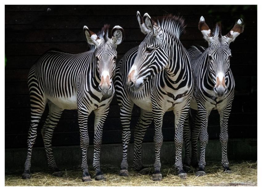 Zebras Stripes Equines Black And White