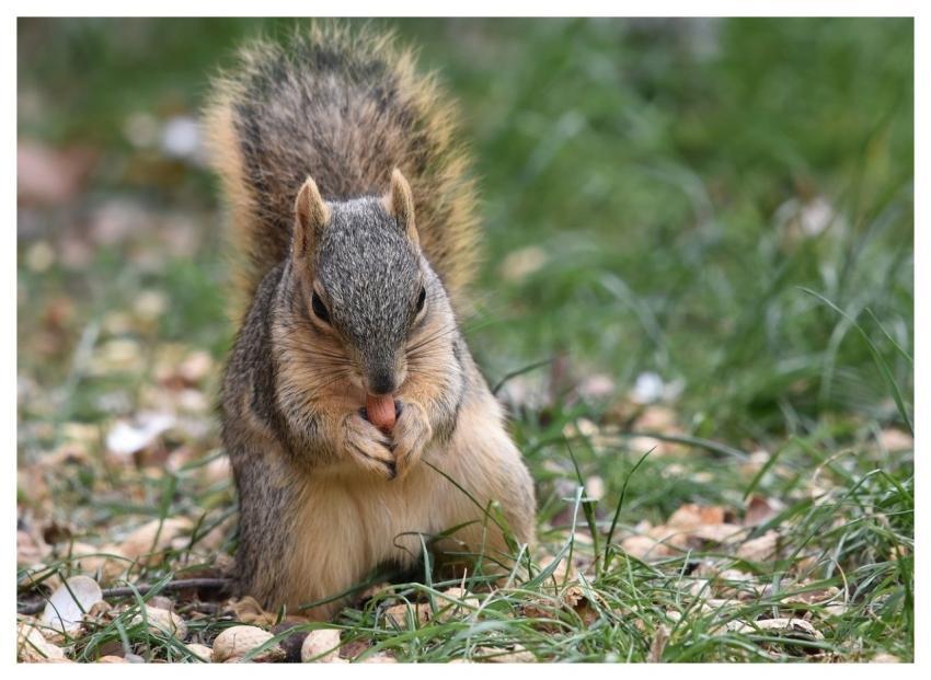 Squirrel Nature Background Beautiful Nature Fox Sq