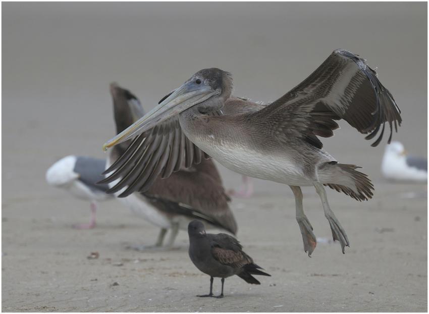 Brown Pelican Seagulls Cannon