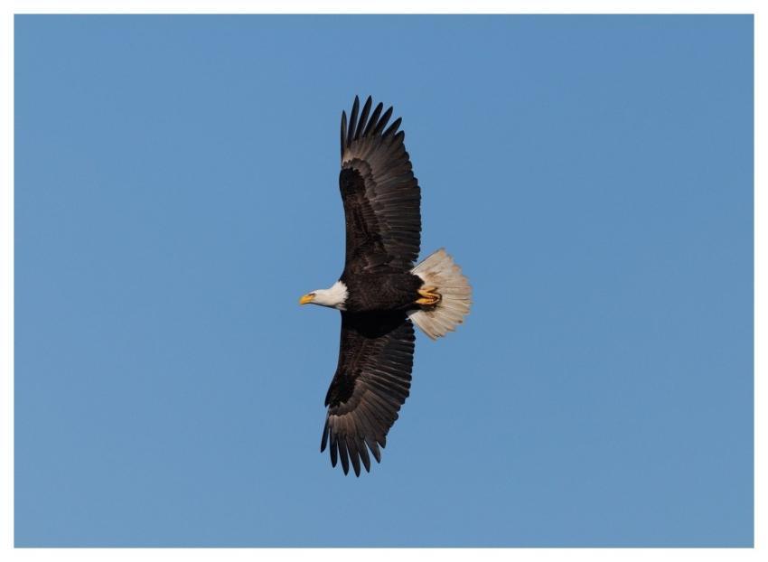 Eagle Wildlife Animal Nature