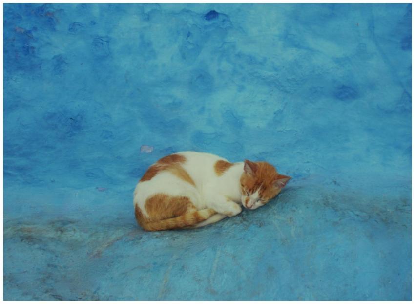 Sleeping Cat Blue Alley