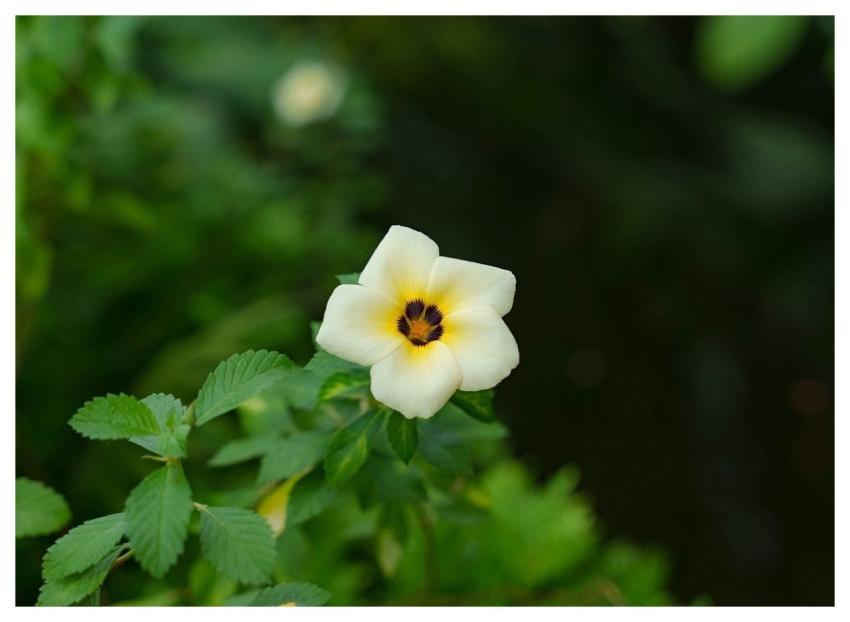 Flower Bloom Flower Background Spring