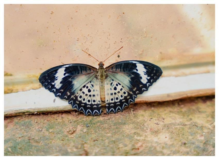 Butterfly Nature Fauna Animal