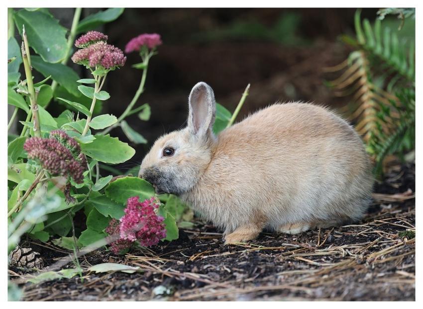 Bunny Rabbit Nature Animal