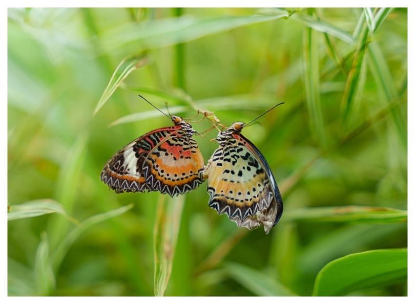 Butterfly Beautiful Flowers Nature Fauna