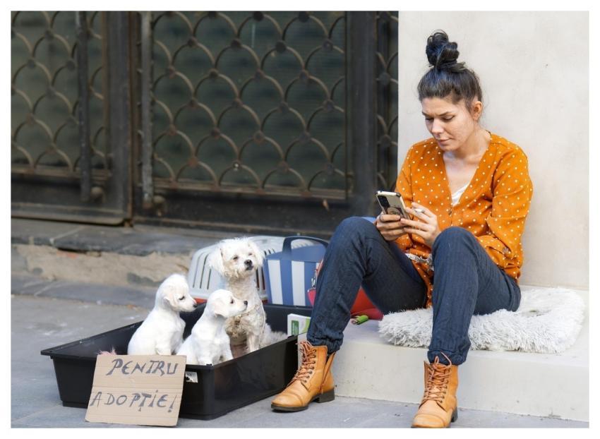 Woman Dogs Puppies Sitting